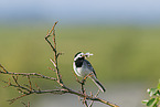 white wagtail