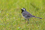 white wagtail