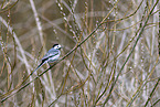 white wagtail
