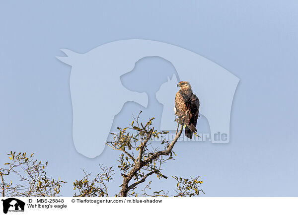 Wahlberg's eagle / MBS-25848