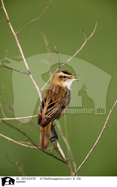 Rohrsnger / warbler / SO-02378