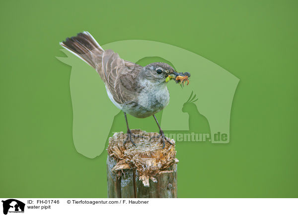 water pipit / FH-01746