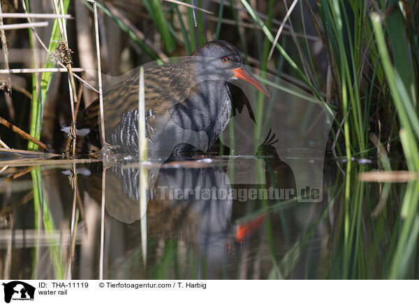 Wasserralle / water rail / THA-11119