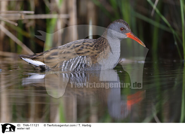 Wasserralle / water rail / THA-11121
