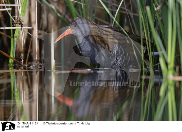 Wasserralle / water rail / THA-11124
