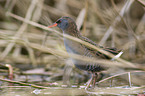 water rail