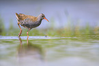 water rail