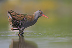 water rail