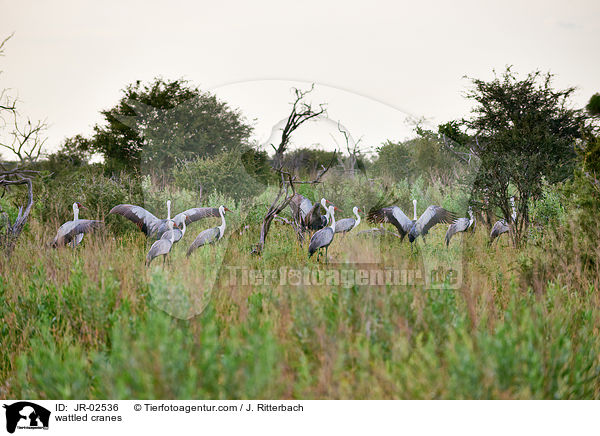 Klunkerkraniche / wattled cranes / JR-02536