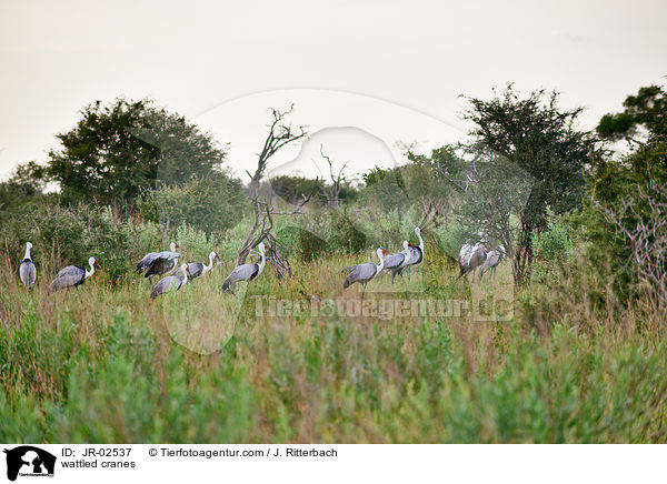 Klunkerkraniche / wattled cranes / JR-02537