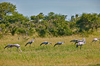 wattled cranes