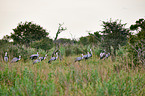 wattled cranes
