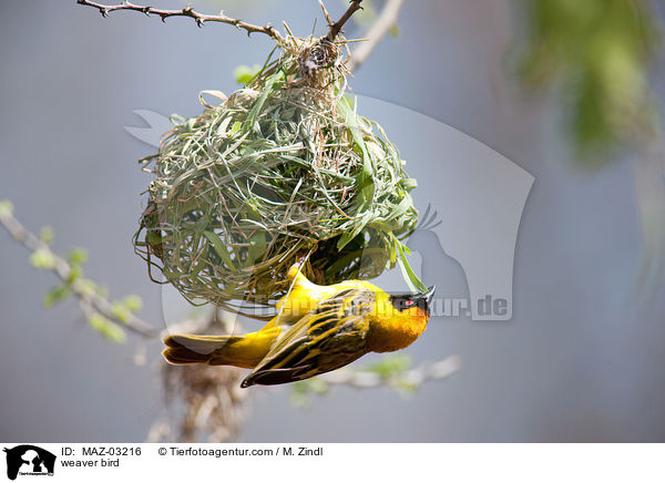 Webervogel / weaver bird / MAZ-03216
