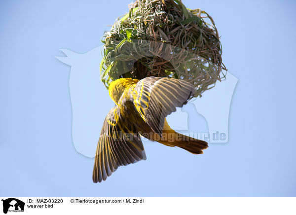 Webervogel / weaver bird / MAZ-03220