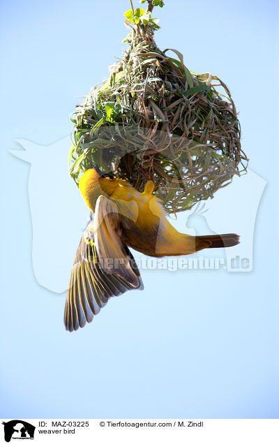 Webervogel / weaver bird / MAZ-03225