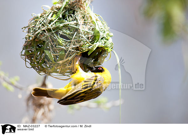 Webervogel / weaver bird / MAZ-03227