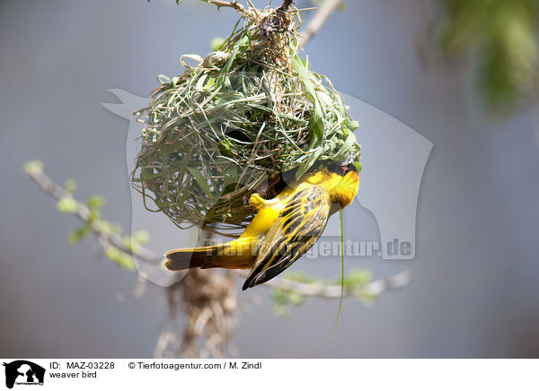 Webervogel / weaver bird / MAZ-03228