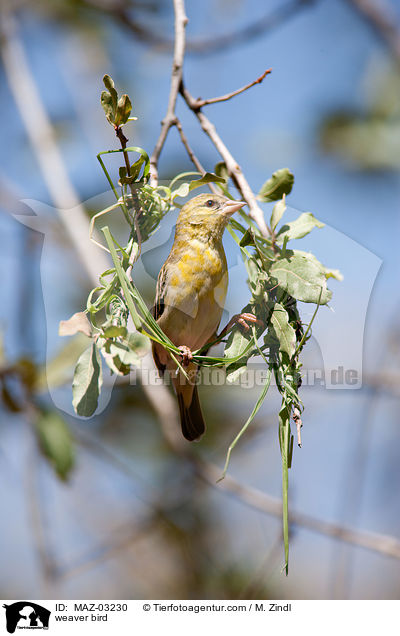 Webervogel / weaver bird / MAZ-03230