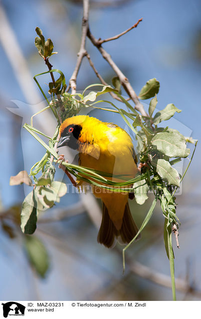 Webervogel / weaver bird / MAZ-03231