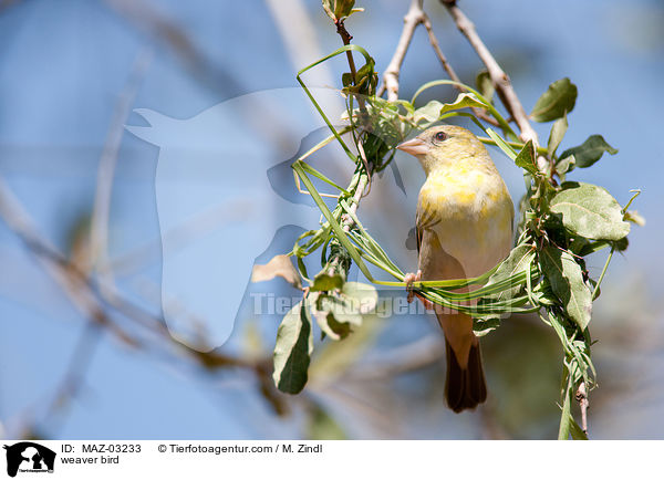 Webervogel / weaver bird / MAZ-03233