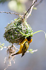 weaver bird