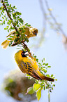 weaver birds