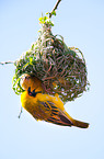 weaver birds