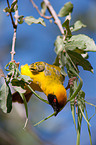 weaver bird