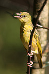 weaver bird