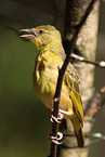 weaver bird