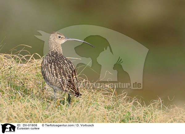 Eurasian curlew / DV-01808