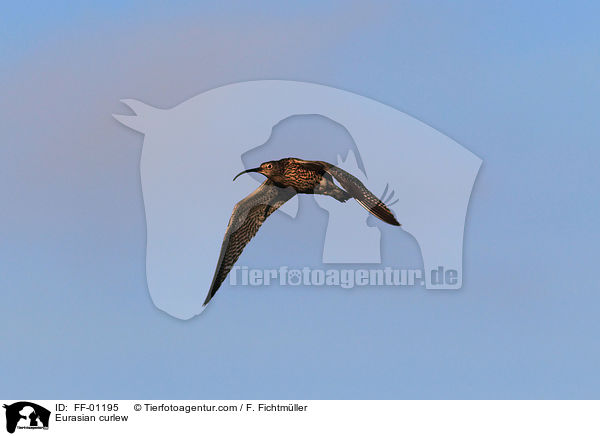 Eurasian curlew / FF-01195