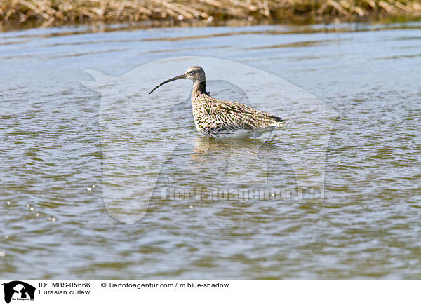 Eurasian curlew / MBS-05666