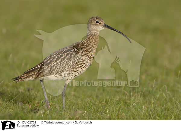 Eurasian curlew / DV-02708