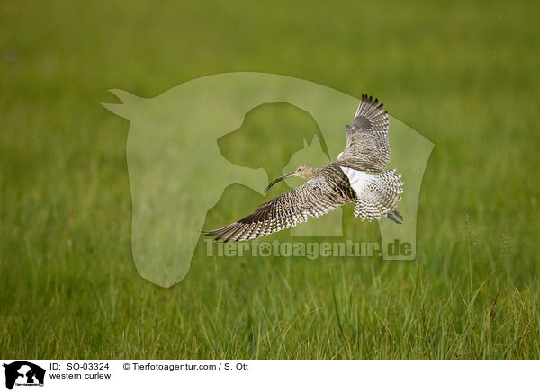 Groer  Brachvogel / western curlew / SO-03324