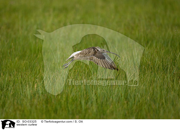 Groer  Brachvogel / western curlew / SO-03325