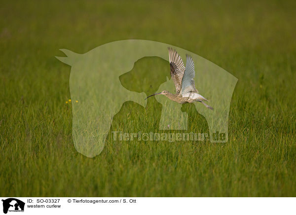 Groer  Brachvogel / western curlew / SO-03327
