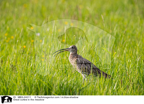 Great curlew in the meadow / MBS-24011