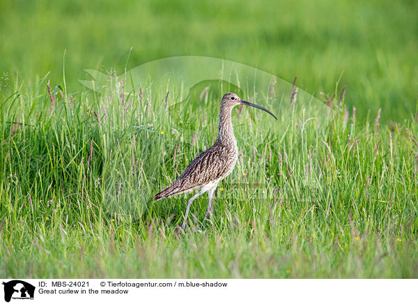 Groer Brachvogel auf der Wiese / Great curlew in the meadow / MBS-24021