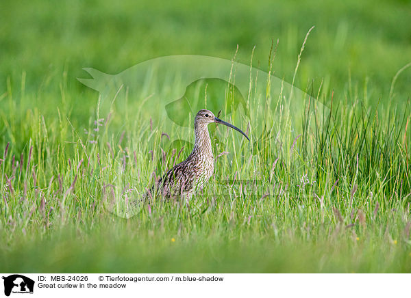 Groer Brachvogel auf der Wiese / Great curlew in the meadow / MBS-24026