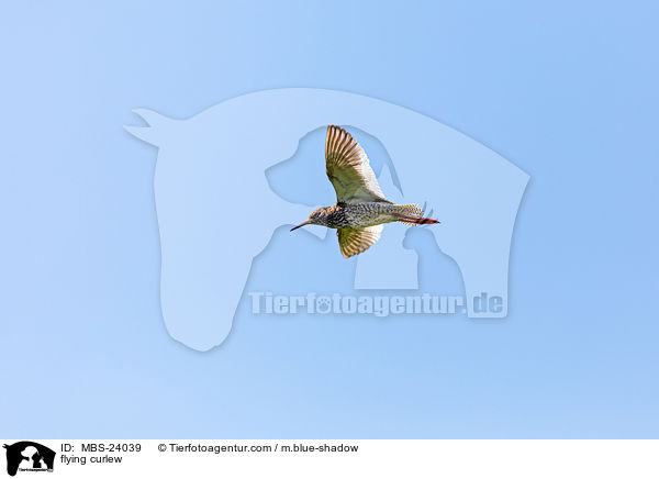flying curlew / MBS-24039