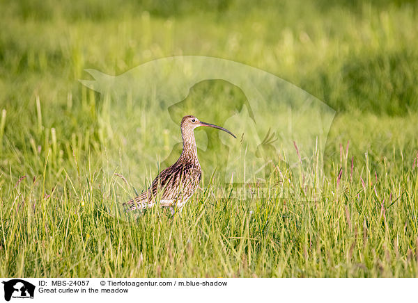 Great curlew in the meadow / MBS-24057