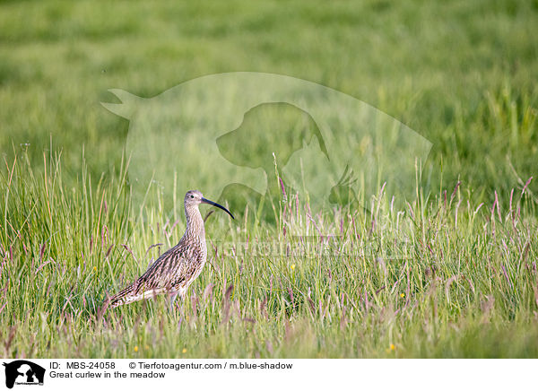 Groer Brachvogel auf der Wiese / Great curlew in the meadow / MBS-24058