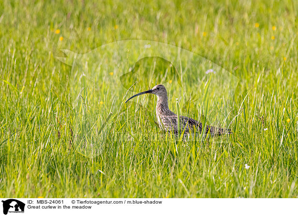 Great curlew in the meadow / MBS-24061