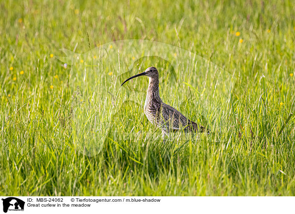 Great curlew in the meadow / MBS-24062