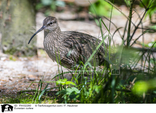 Eurasian curlew / FH-02280