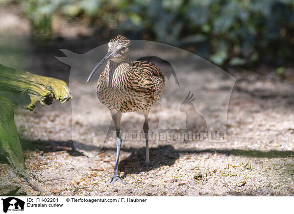 Eurasian curlew / FH-02281