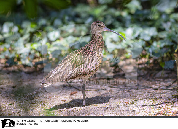 Eurasian curlew / FH-02282