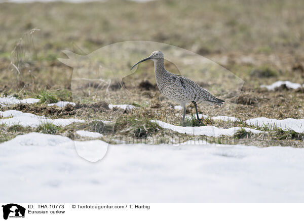 Groer Brachvogel / Eurasian curlew / THA-10773
