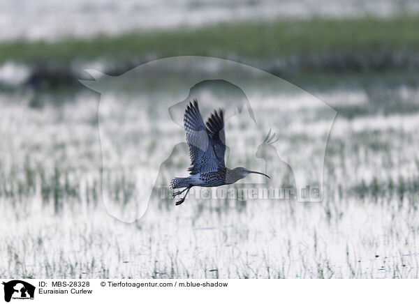 Euraisian Curlew / MBS-28328